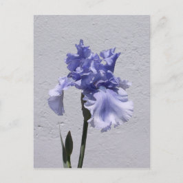 Iris Bloom Briefkaart