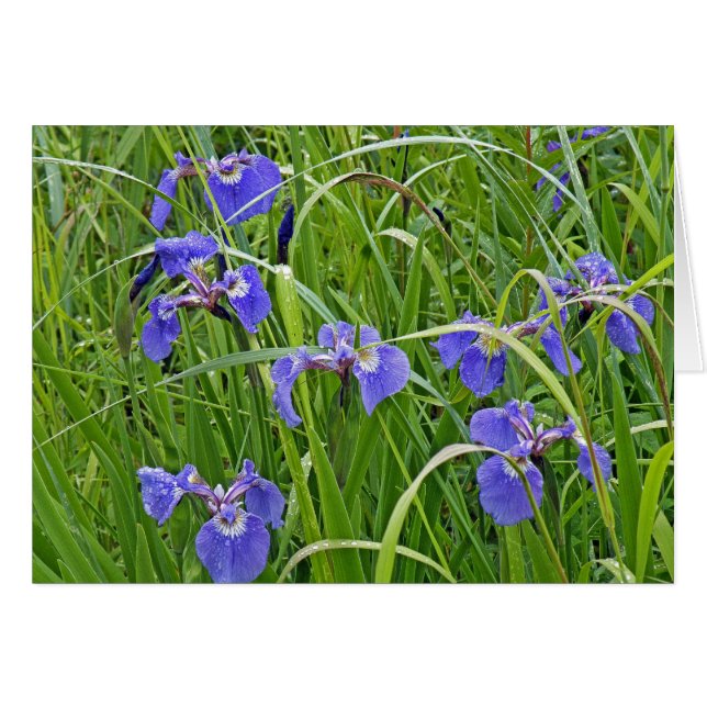 Iris Blooms (Voorkant Horizontaal)