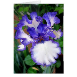 Iris ~ Blue en White