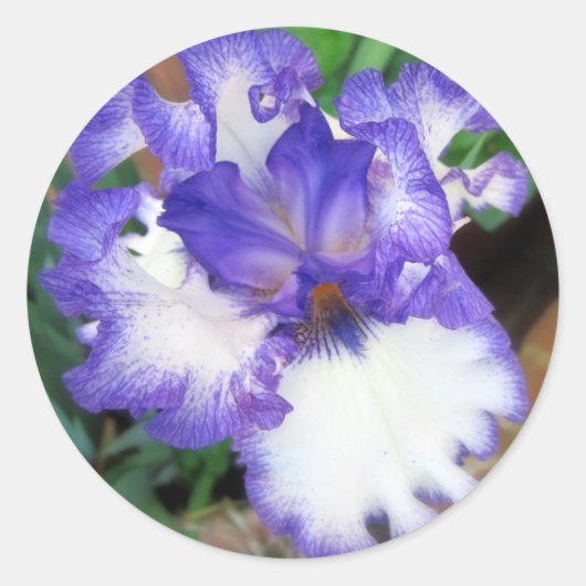 Iris ~ Blue en White Ronde Sticker (Voorkant)