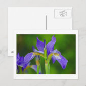 Iris Blue Flower Briefkaart (Voorkant / Achterkant)