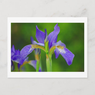 Iris Blue Flower Briefkaart