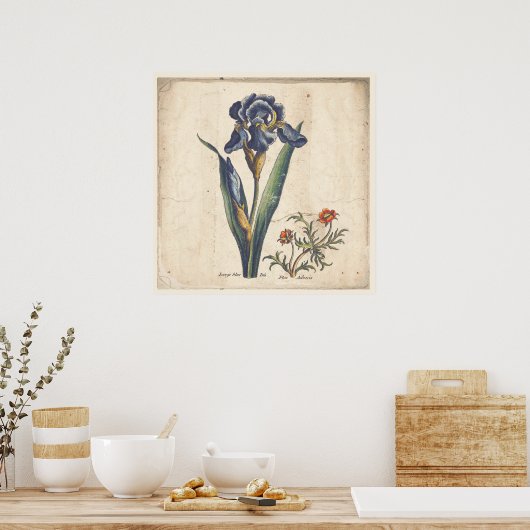 Iris Botanical Print Antiek Illustratie (Keuken)