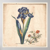 Iris Botanical Print Antiek Illustratie (Voorkant)