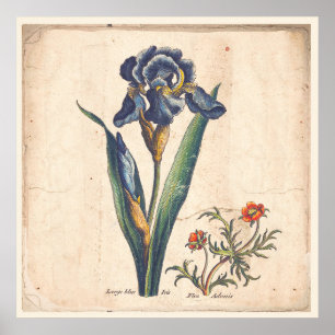 Iris Botanical Print Antiek Illustratie