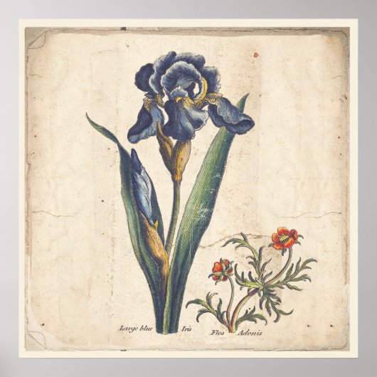Iris Botanical Print Antiek Illustratie (Voorkant)