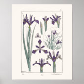 Iris Botanical Verneuil Poster (Voorkant)