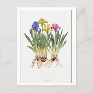 iris botanische illustratie briefkaart