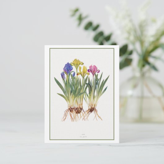 iris botanische illustratie briefkaart (Staand voorkant)