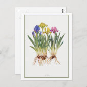  iris botanische illustratie briefkaart (Voorkant / Achterkant)
