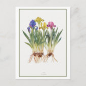  iris botanische illustratie briefkaart (Voorkant)