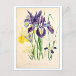 Iris Botanische Illustratie Vintage Briefkaart