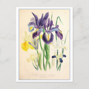 Iris Botanische Illustratie Vintage Briefkaart