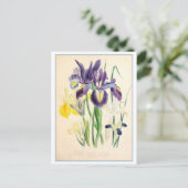 Iris Botanische Illustratie Vintage Briefkaart (Staand voorkant)