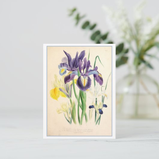Iris Botanische Illustratie Vintage Briefkaart (Staand voorkant)