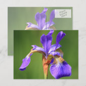 iris briefkaart (Voorkant / Achterkant)