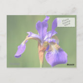 iris briefkaart (Achterkant)