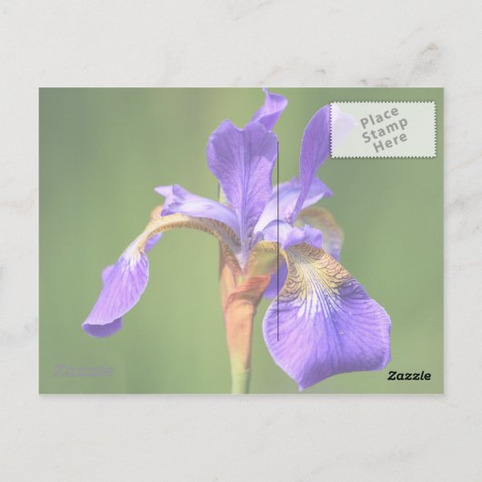 iris briefkaart (Achterkant)