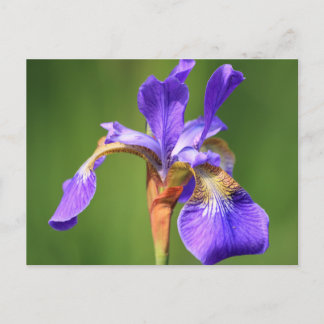 iris briefkaart