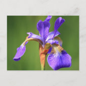 iris briefkaart (Voorkant)