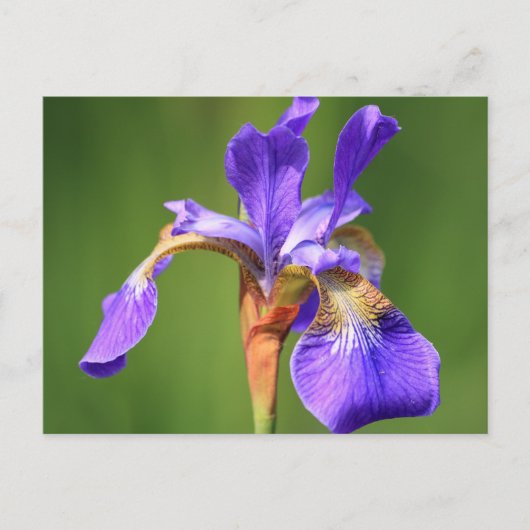 iris briefkaart (Voorkant)