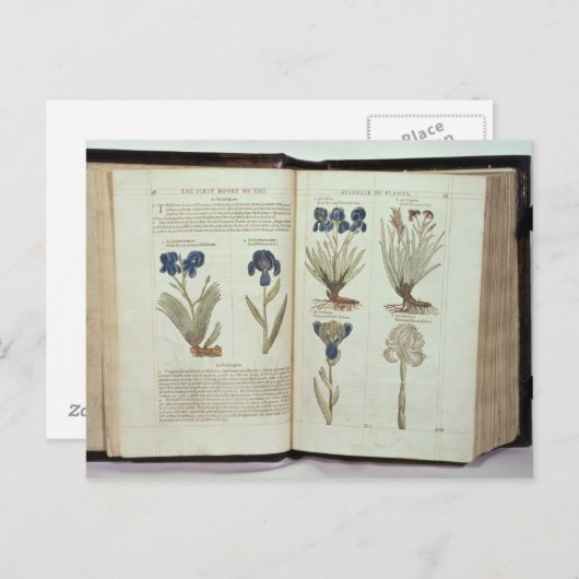 Iris Briefkaart (Voorkant / Achterkant)