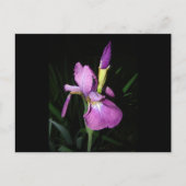 IRIS BRIEFKAART (Voorkant)