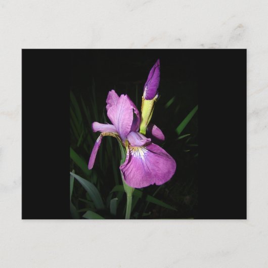 IRIS BRIEFKAART (Voorkant)