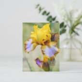 Iris "Brown Lasso" (Briefkaart) Briefkaart (Staand voorkant)