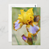 Iris "Brown Lasso" (Briefkaart) Briefkaart (Voorkant / Achterkant)