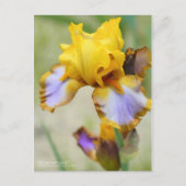 Iris "Brown Lasso" (Briefkaart) Briefkaart (Voorkant)