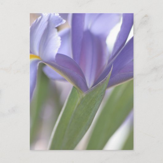 Iris Bud briefkaart (Voorkant)