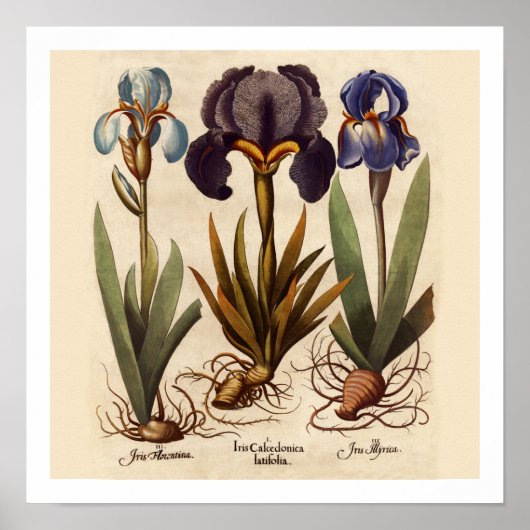 Iris Bulbs Botanische afdrukken Poster (Voorkant)