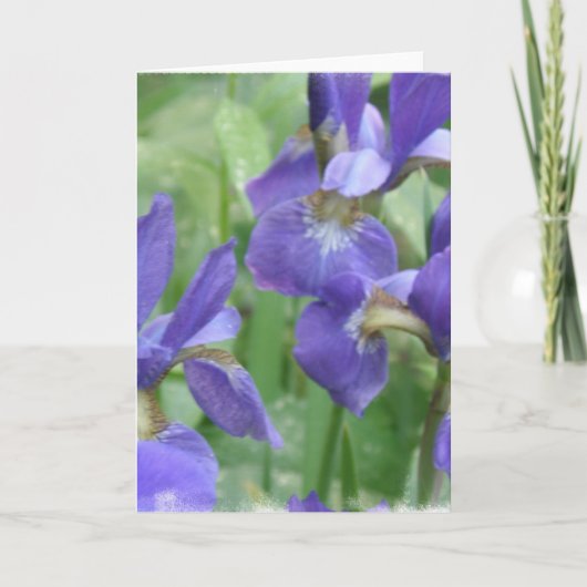 Iris Bulbs Wenskaart Kaart (Voorkant)