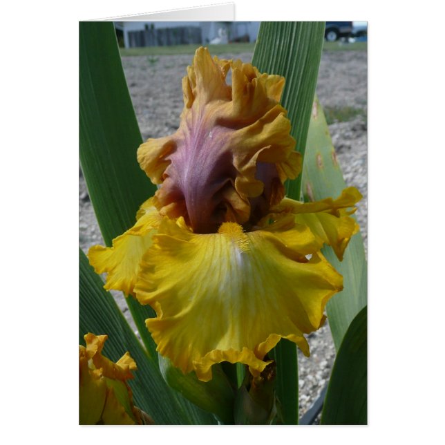 IRIS CARD - NOUVEAU RICHE - Blanco kaart (Voorkant)