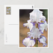 Iris Carolina Gold Briefkaart (Voorkant / Achterkant)