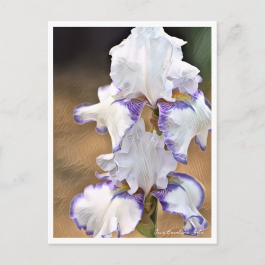 Iris Carolina Gold Briefkaart (Voorkant)