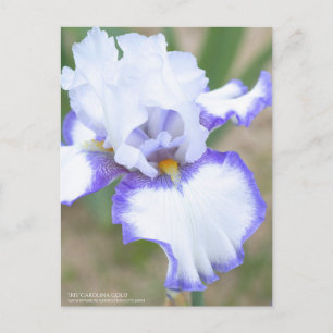 Iris "Carolina Gold":Briefkaart Briefkaart