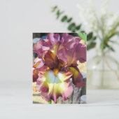 Iris "Chocolate Royal" (Briefkaart) Briefkaart (Staand voorkant)