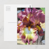 Iris "Chocolate Royal" (Briefkaart) Briefkaart (Voorkant / Achterkant)