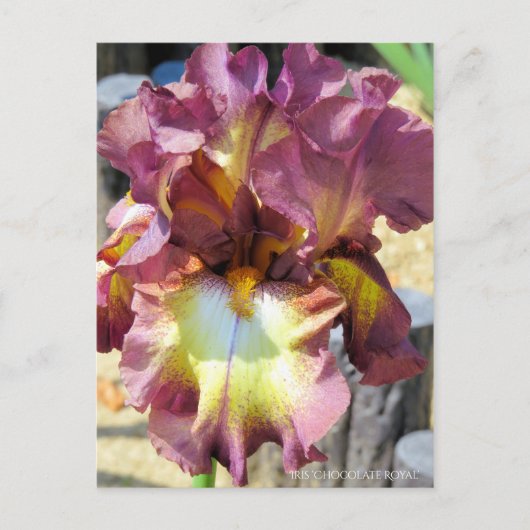 Iris "Chocolate Royal" (Briefkaart) Briefkaart (Voorkant)