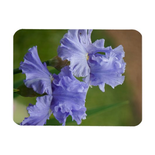 Iris Delight Magneet (Horizontaal)