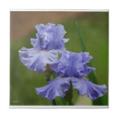 Iris Delight Tegeltje (Voorkant)