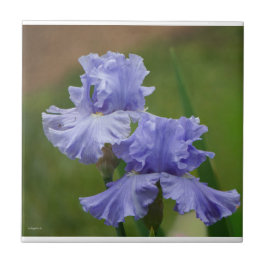 Iris Delight Tegeltje