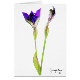 "Iris" door J. Maya Luz