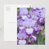 Iris "Eagle Flight" (Briefkaart) ポ カ ー ド Briefkaart (Voorkant / Achterkant)