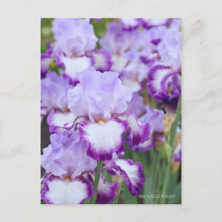 Iris "Eagle Flight" (Briefkaart) ポ カ ー ド Briefkaart