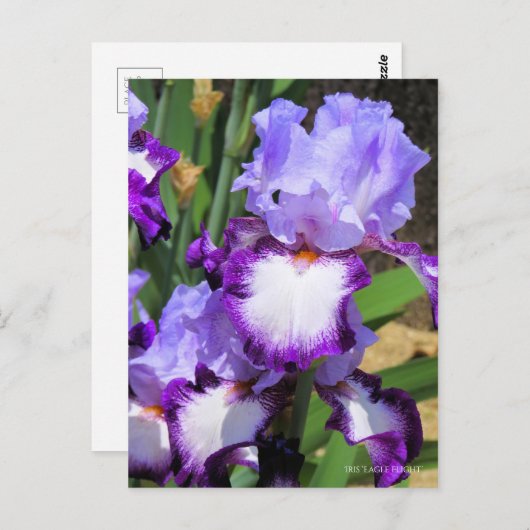 Iris "Eagle Flight" (Briefkaart) ポ カ ー ド Briefkaart (Voorkant / Achterkant)