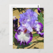 Iris "Eagle Flight" (Briefkaart) ポ カ ー ド Briefkaart (Voorkant / Achterkant)