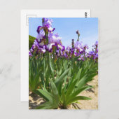 Iris "Eagle Flight" (Briefkaart) ポ カ ー ド Briefkaart (Voorkant / Achterkant)